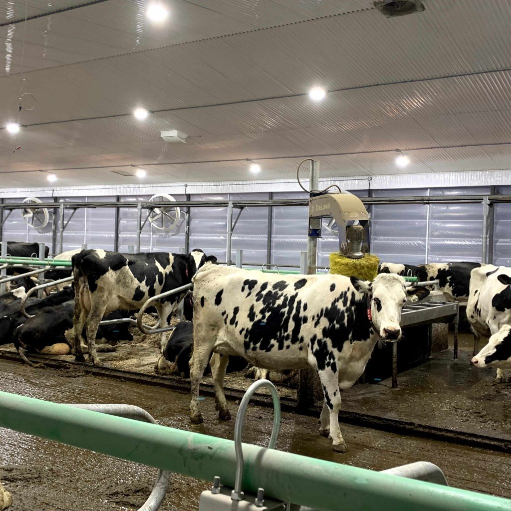 Brosse à vache