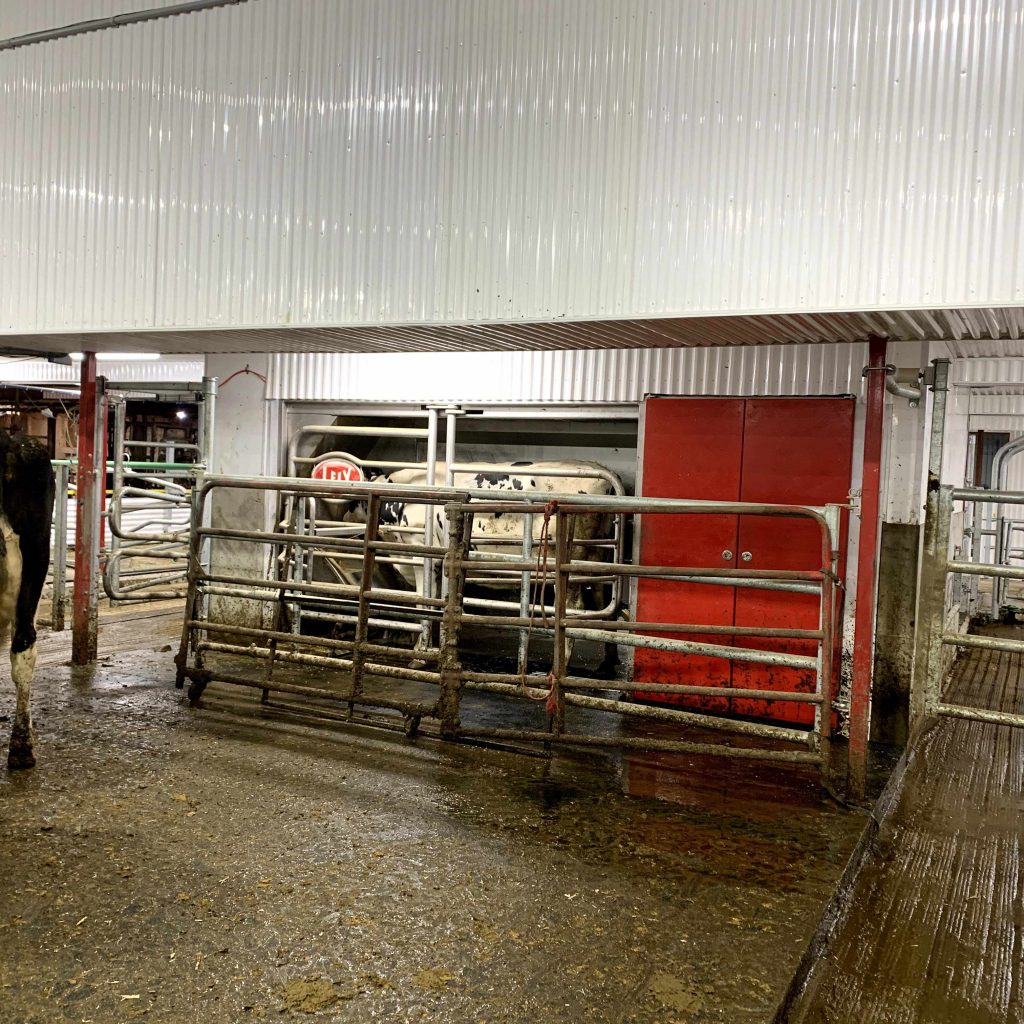 Robot Lely